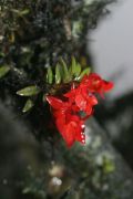 Fernandezia ionoptera
